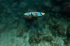 Deska SUP Hydro-Force Bestway 65373 381cm do 120kg - zdjęcie 10